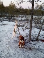 Klövermarkens Essi. en hund som aldrig gjort oss besvikna. Som ung deltog hon tre gånger på jaktprov. två ettor o en tvåa. allt på barmark. Kent Fredriksson dömde henne o han sa" Den här kan ju bli hur bra som helst" och det blev hon. Tyvärr upptäcktes epilepsi hos henne samtidigt och vi slutade att starta henne på jaktprov. Registrerad ägare var Terttu, min fru och bästa jaktkamrat i 50 år. Jaktprov är till för avel o en hund med ep skall inte avlas på. Att starta på jaktprov endast för ärans skull när hunden drivit etta ligger inte i vårt intresse. Essi har aldrig annars varit sjuk, aldrig skadade tasar, aldrig ens öroninflamation. Som drivare är hon fortfarande utmärkt och få är de dagr hon inte presterat drev av första klass om det varit jaktprov. Hon fyller 10 år 2019 men jagar som en 7 åring. Då hon var liten valp lekte hon ofta med ett harskinn. Jag hade inte skurit bort huvudet utan endast slagit bort tänderna. En dag hade hon ätit upp huvudet på haren. När hon var sex månader fick hon upp en hare som betedde sig lite märkligt på drevet. Ingen symetri. Till slut skedde tappt 300m från oss på en väg i skogen. hon kom till oss och vi trodde att det berodde på att vi varit skillda en längr tid. Vi gick mot det sälle där hon lämnat drevet. då vi, Terttu o jag, kom gående såg vi en hare ligga på vägen. Jag så: "där ligger en hare". Vilken hare? sa Terttu. Vi gick fram och där låg en hare utan hvud. Jag trodde att det var en Lo som under nattentagit haren. Men där fanns endast spår av Essi, det var 5 cm snö. Jag trodde att hon funnit en död hare på vägen men misstog mig. Haren var varm och vi kunde konstatera att det var drevharen. Då jg flådde den upptäckte jag att ena bakbenet hade varitbrutet men läkt inte ände mot ände av benet men med överlappning. Därför var den dålig att löpa. Med berättelsen vill jag vis präglingens betydelse redan i ung ålder hos valpen. Då Essi tog haren åt hon upp huvudet precis som när hon åt upp huvudet från det harskinn hon hade till leksak då hon var mycket liten. Essi är en hund vi kommer att minnas som en hund som varit lojal och alltid gjort sitt. Bilden är från i höst då första snös kommit slutet november 2018 och jag ville skjuta en julhare innan det skulle komma för mycket snö.